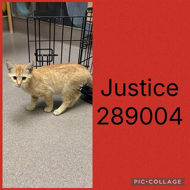 Adoptable Cat