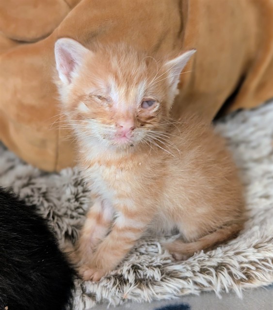 Adoptable Cat