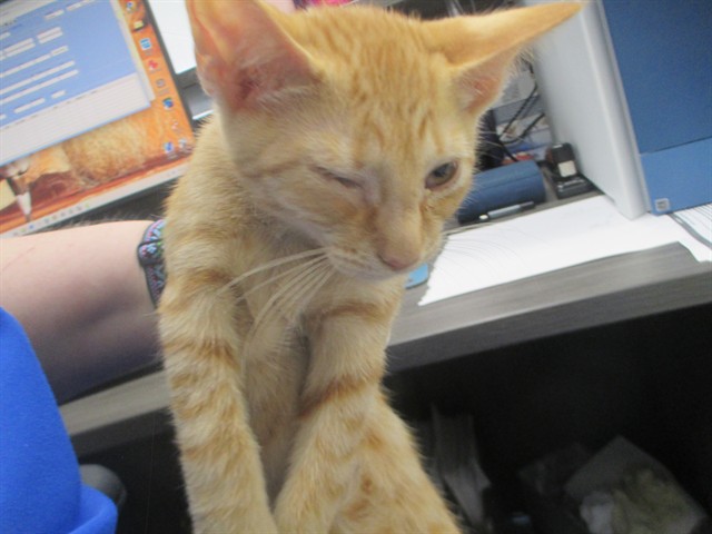 Adoptable Cat