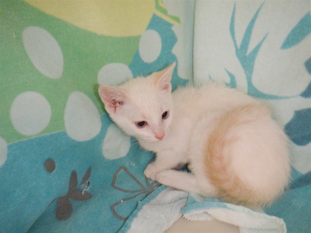 Tiberius