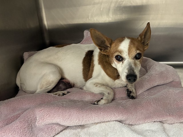 Shelter Staff Named Me *Fable