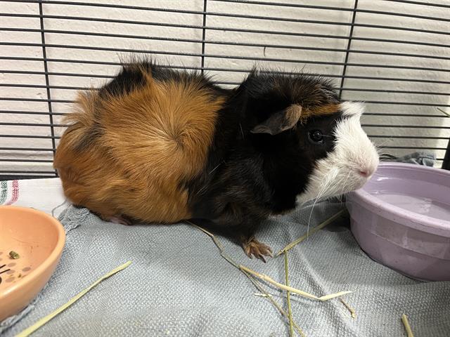 Hamlet