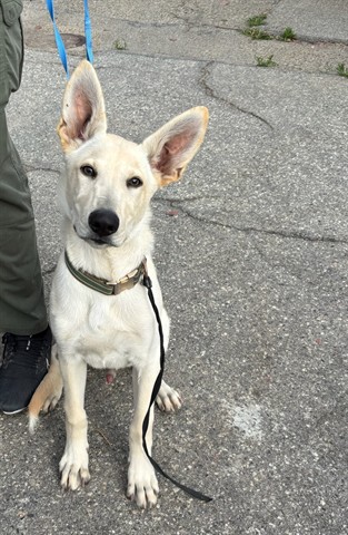 Adoptable Dog