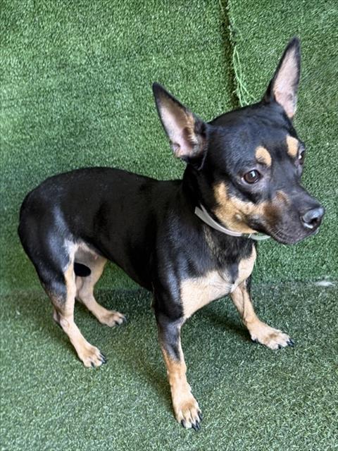 Adoptable Dog
