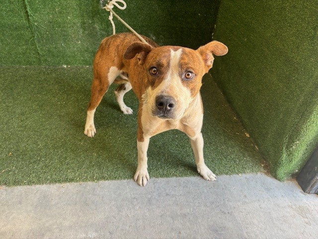 Adoptable Dog