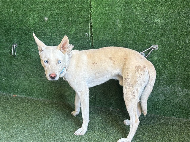 Adoptable Dog