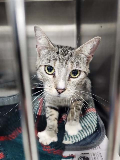 Adoptable Cat