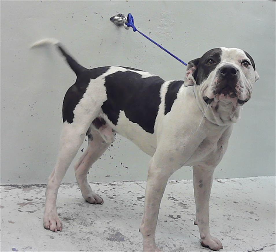 Brutus