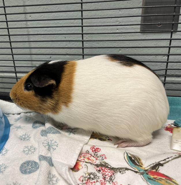 Pepa