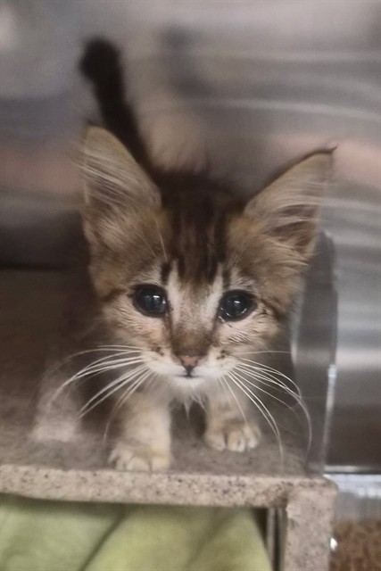 Med Adopt Willow