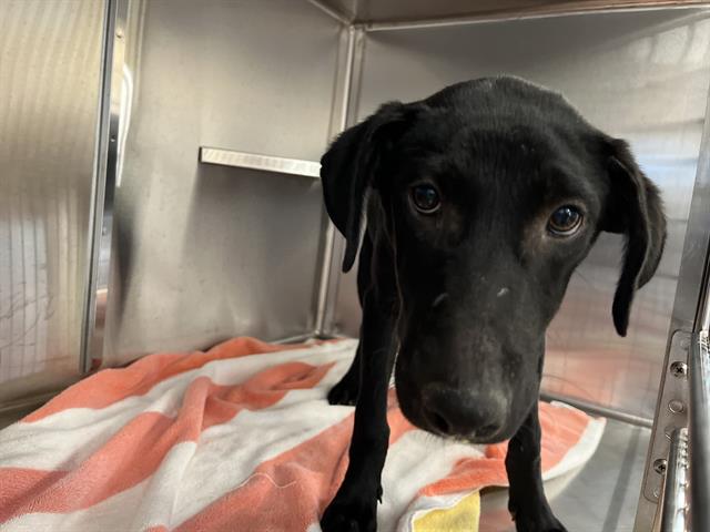 Adoptable Dog