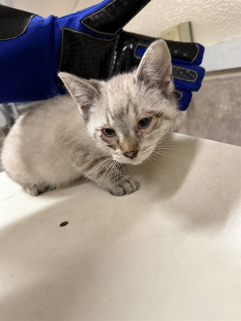 Adoptable Cat