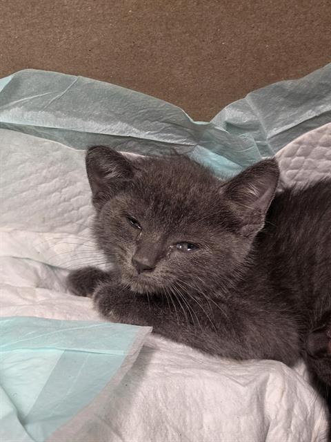 Adoptable Cat