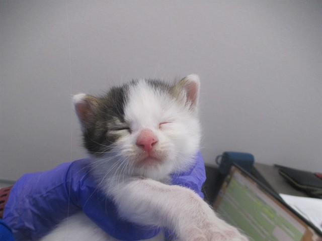 Adoptable Cat