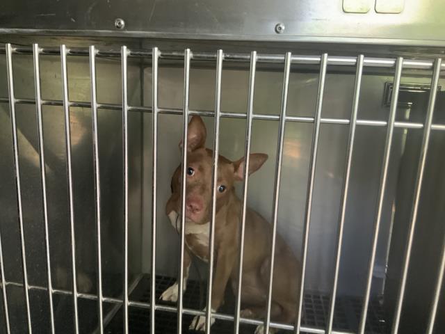 Adoptable Dog