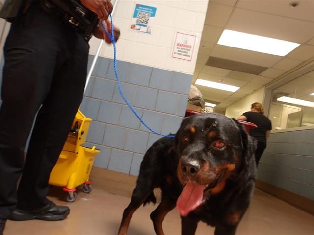 Adoptable Dog