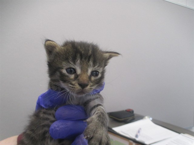 Adoptable Cat