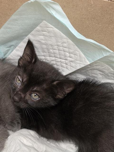 Adoptable Cat
