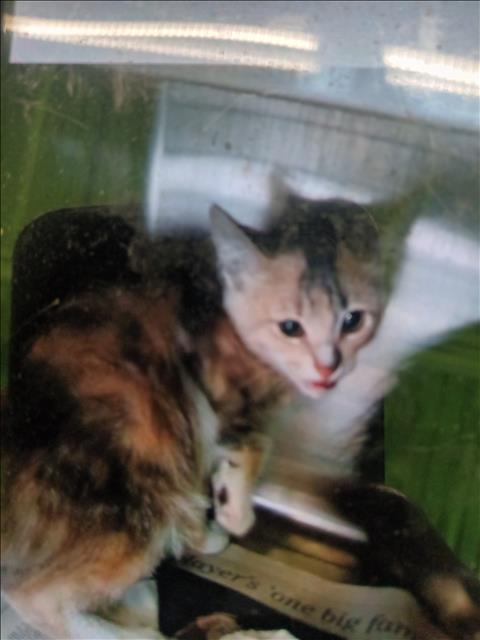 Amy