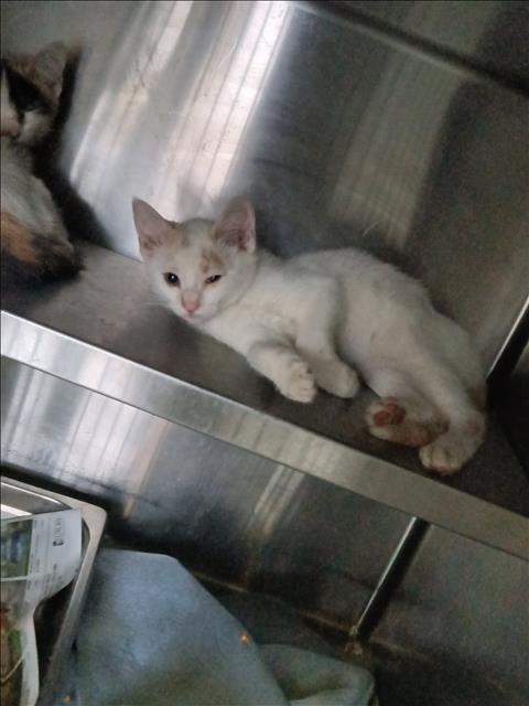 Adoptable Cat