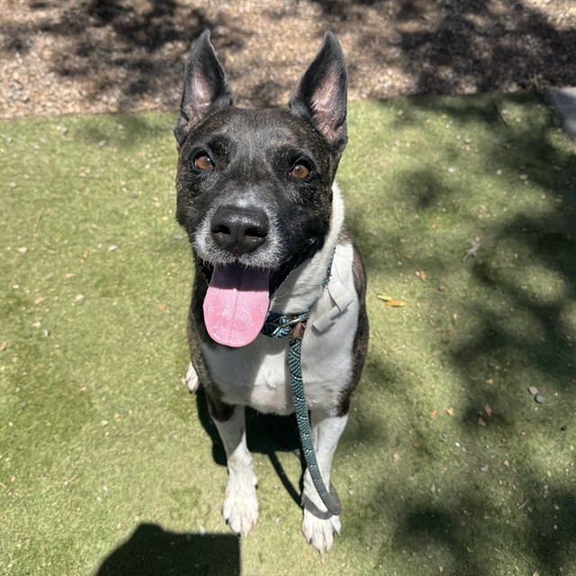 Chico
