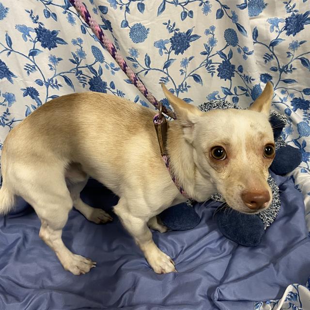 Adoptable Dog