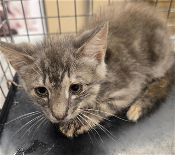 Adoptable Cat