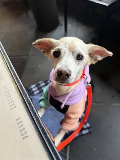 Chico - In Foster