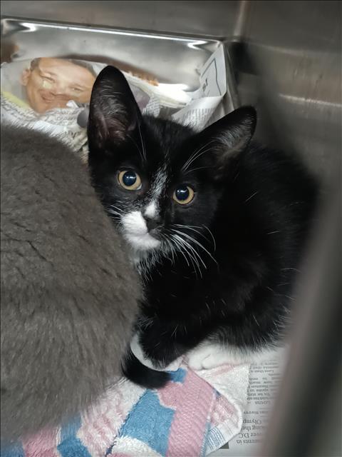 Adoptable Cat