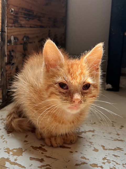Josiah - In Foster