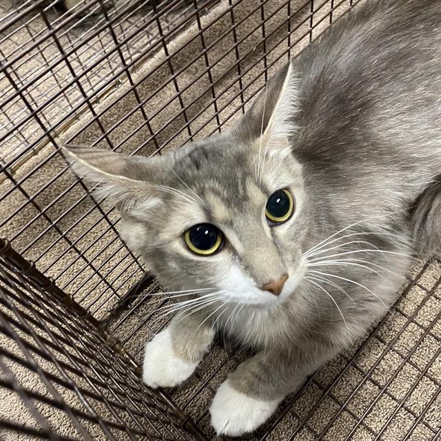 Adoptable Cat