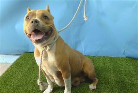 Adoptable Dog