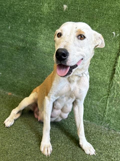 Adoptable Dog
