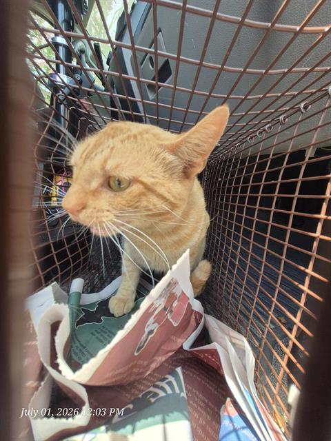 Adoptable Cat