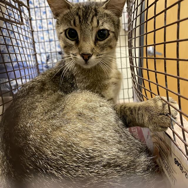 Adoptable Cat