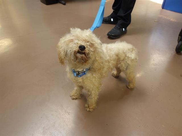 Adoptable Dog