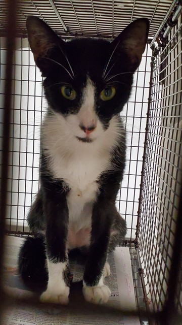 Adoptable Cat
