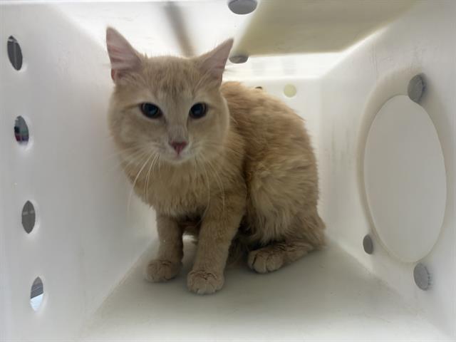 Leo