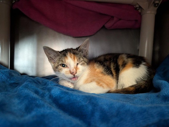 Adoptable Cat