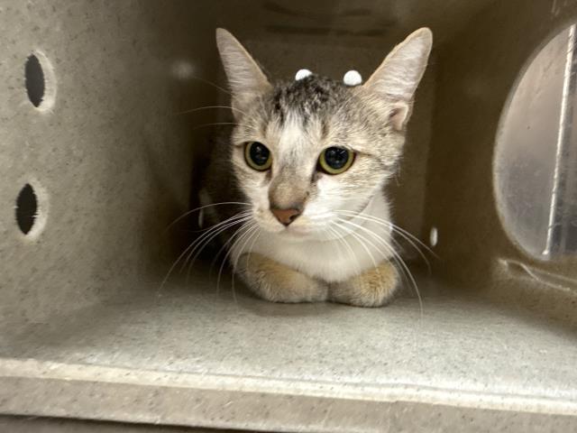 Adoptable Cat