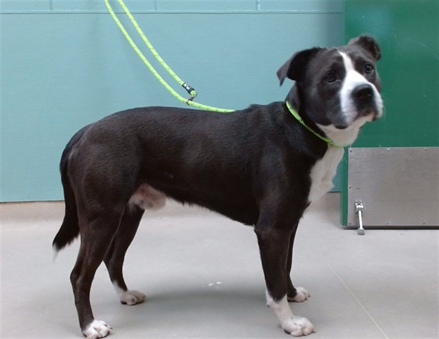 Adoptable Dog