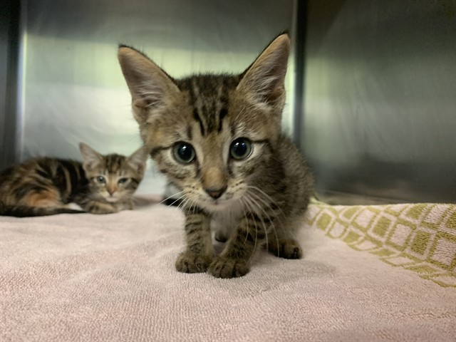 Adoptable Cat