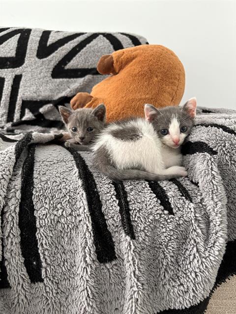 Mama