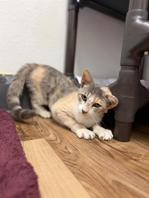 Purrling Haaland
