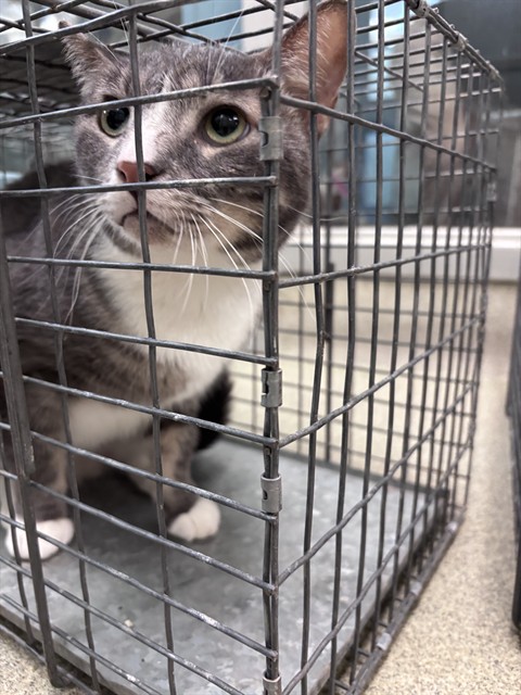 Adoptable Cat