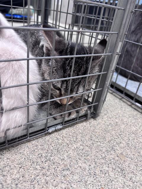 Adoptable Cat