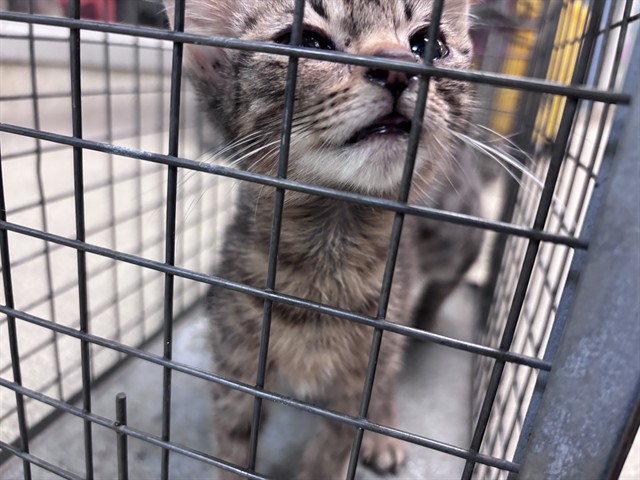 Adoptable Cat