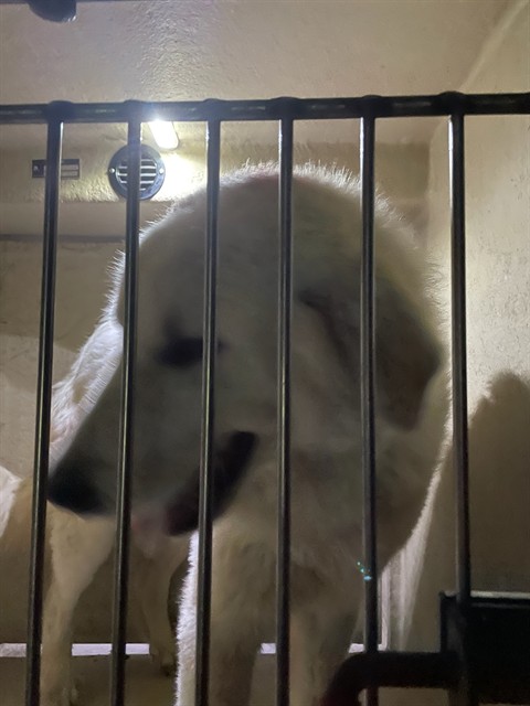 Adoptable Dog