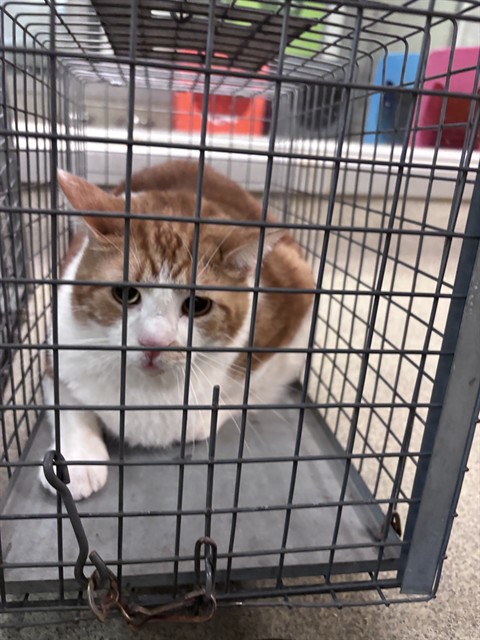 Adoptable Cat