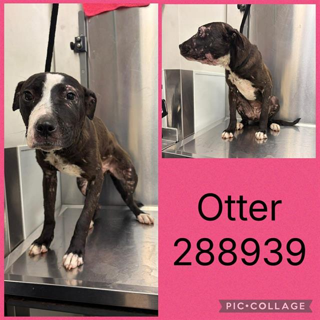 Otter